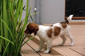 Removing Pet Urine Smell